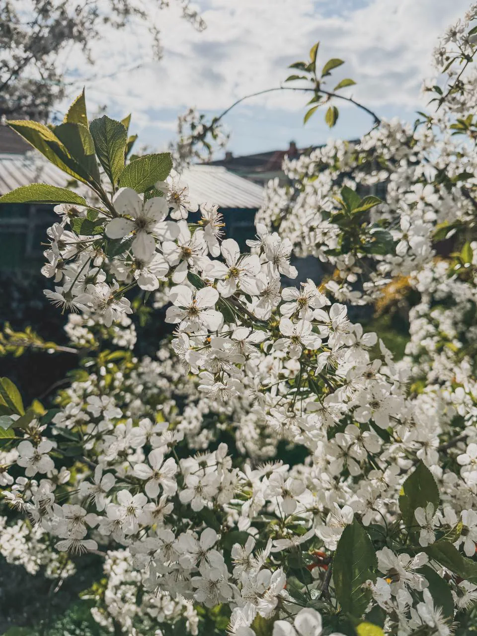 Nahaufnahme weißer Sauerkirschblüten an Zweigen in einem alten Garten.
