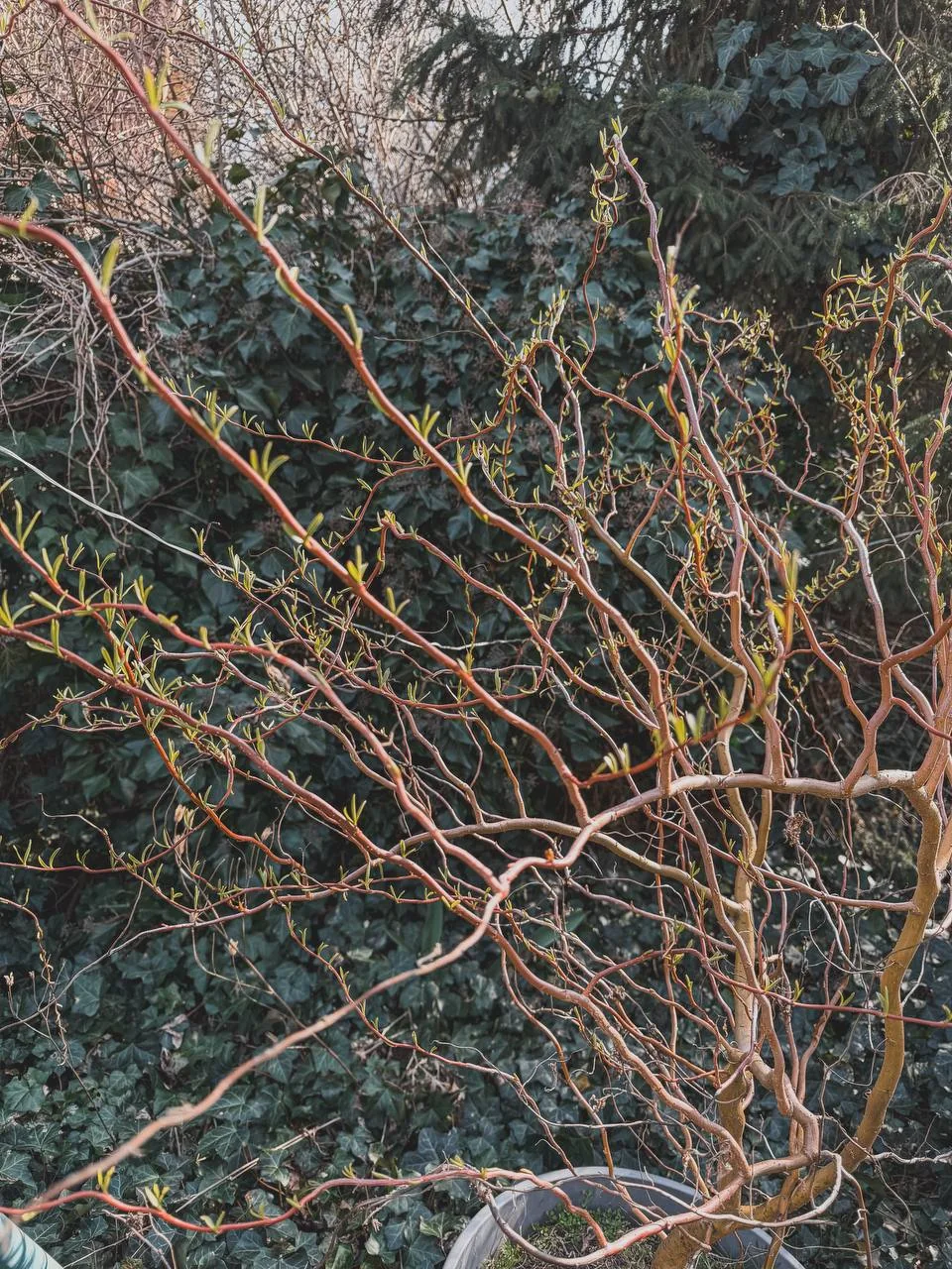 New narrow leaves emerging on the twisting branches of a container-grown willow in spring.