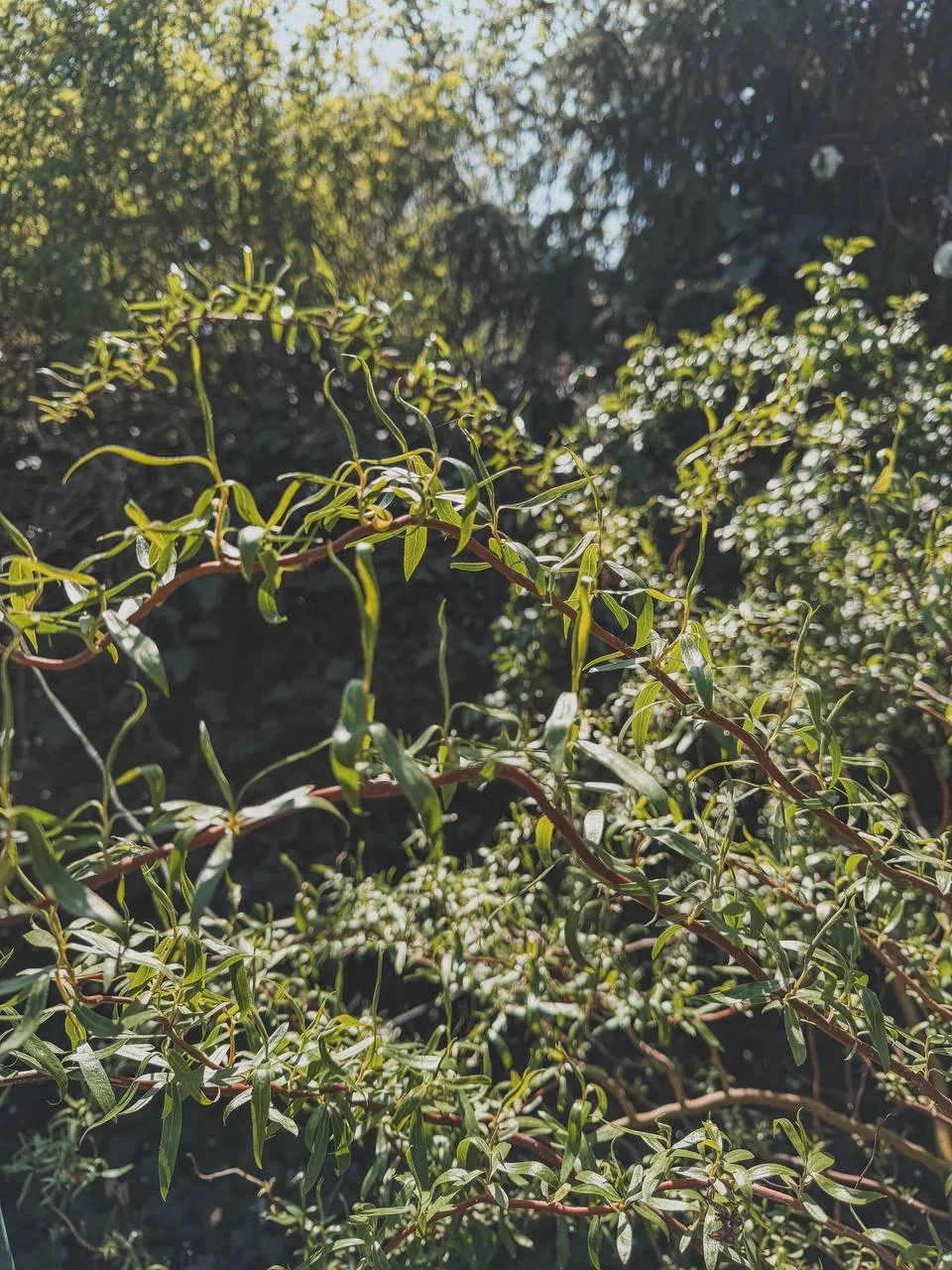 Leafy summer growth on the same container-grown willow.