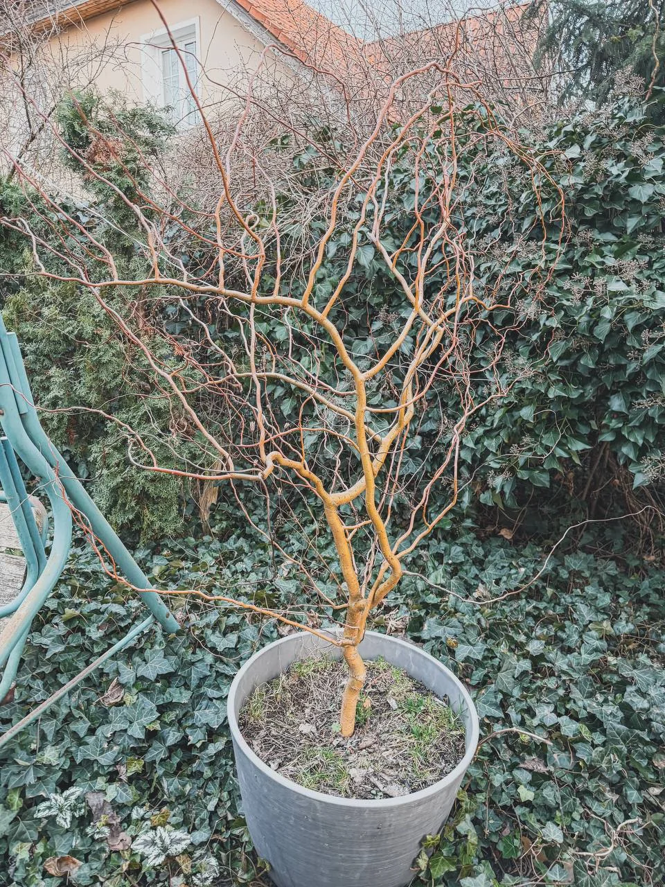 A container-grown willow with bare twisting branches in winter.