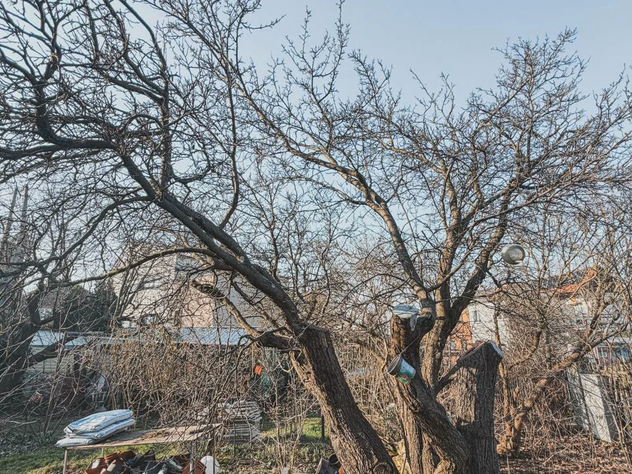Old plum tree in an early spring garden with lawn, shrubs, and flower containers.