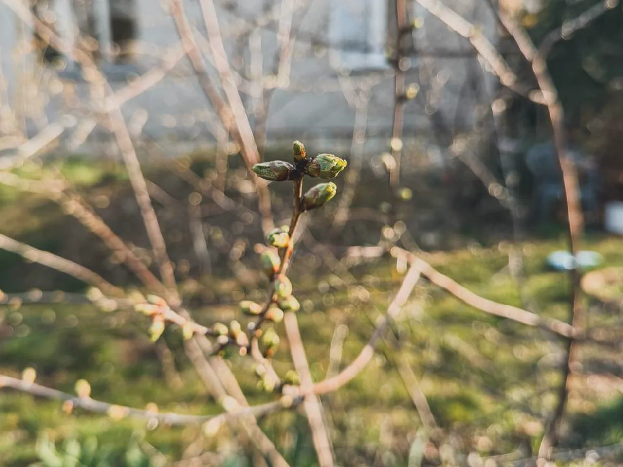 Spring buds opening on a sour cherry branch in an early spring garden.