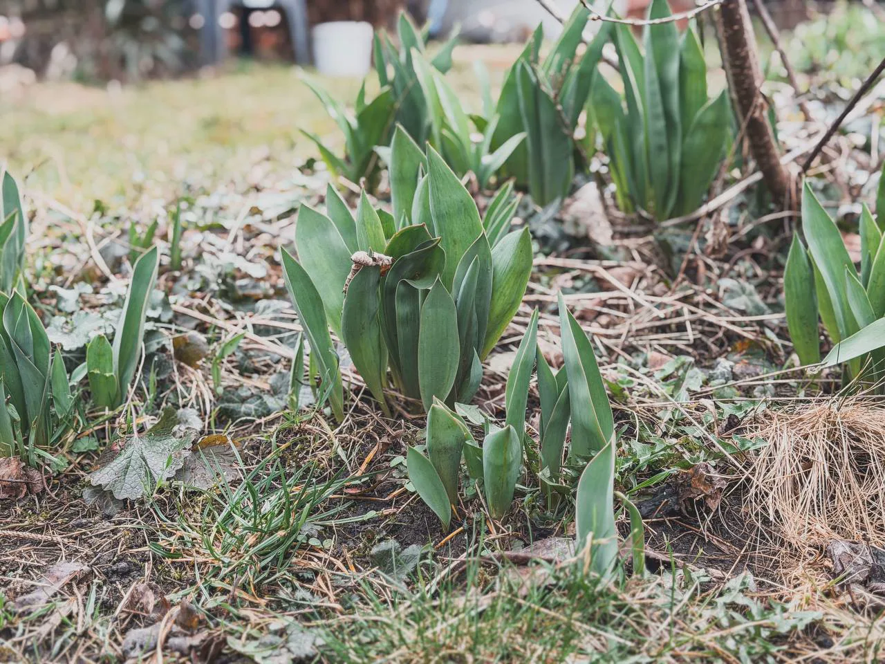 Tulips sprouting through an uncleared garden bed in early spring.