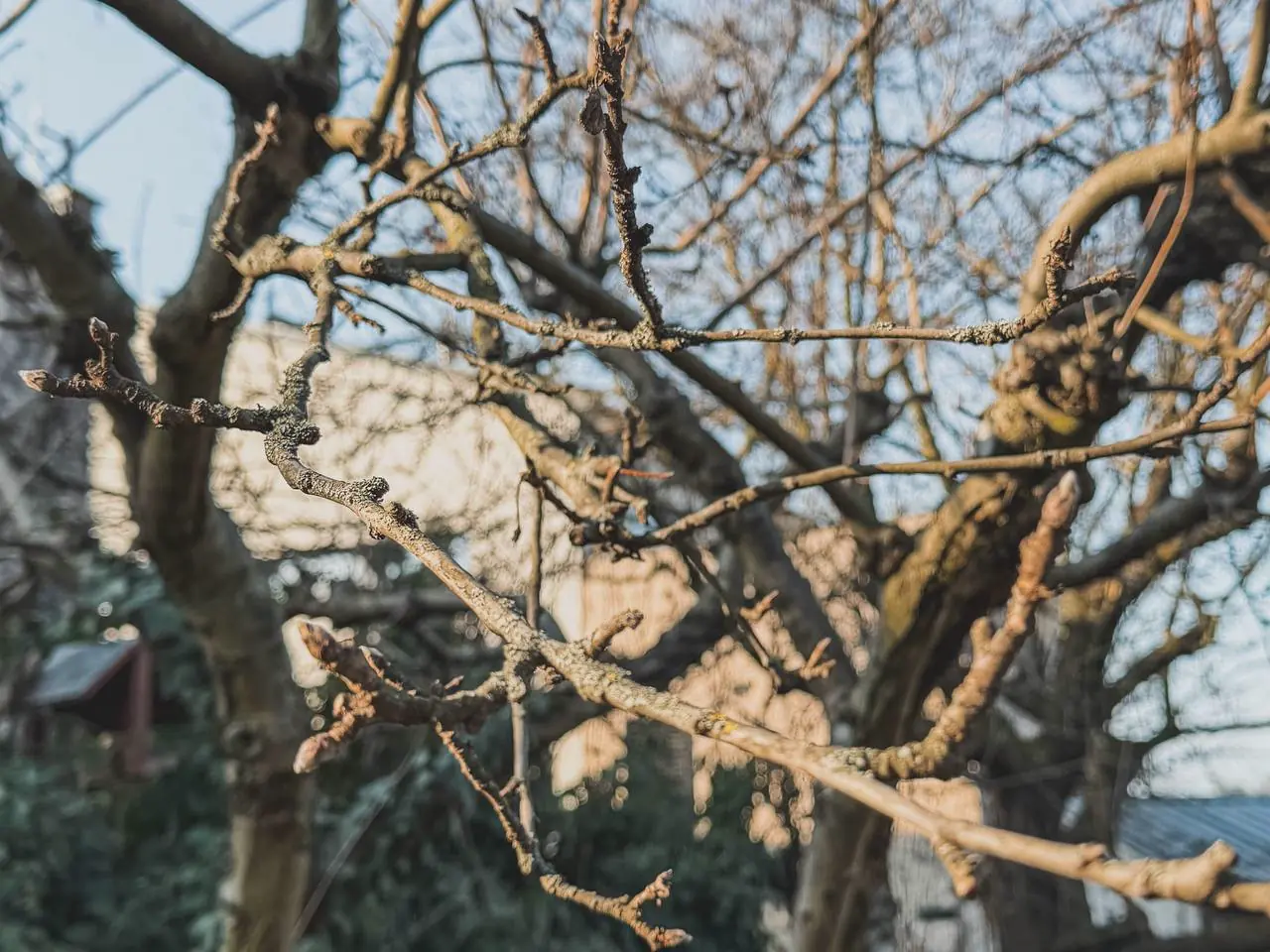 Plodonosný obrost a pupeny jabloně na holých zimních větvích.